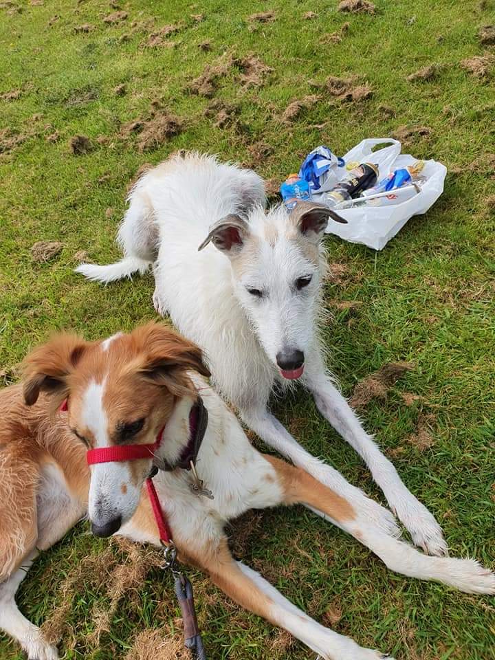 fingal_DOG's tweet photo. Reggie and Mildred proud of their scavenger hunt for litter this morning, keeping their favourite park clean. Lucky someone left a bag for us to carry it to a bin. Parks are for everyone to enjoy #pawsonplastic #responsibledogowners #wecleanup https://t.co/wZ1vBbQ7lU