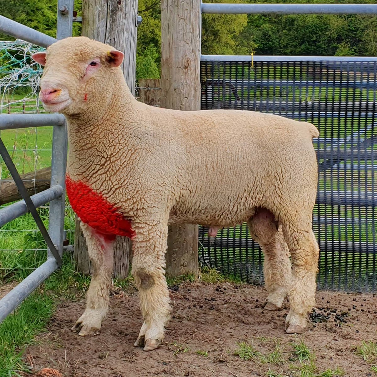 Dorset_Shepherd's tweet photo. Huish Drummer Mayfair 2021 purchase ready to get back to work. 

#PollDorset #DorsetSheep #Sheepfarming #Sheep365 #UKFarming #TeamSheep #Tupping21 #SignetData #PerformanceRecorded https://t.co/0rqZ3IHC6q