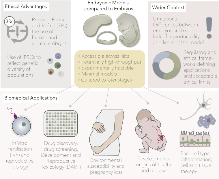 Really happy to see this out, where we discuss the opportunities and considerations of in vitro embryo model applications with <a href="/alevlab/">Alev Lab</a> <a href="/martinperaJAX/">Martin Pera</a> <a href="/AMartinezArias/">Alfonso Martinez Arias</a> "Biomedical and societal impacts of in vitro embryo models of mammalian development" cell.com/stem-cell-repo…