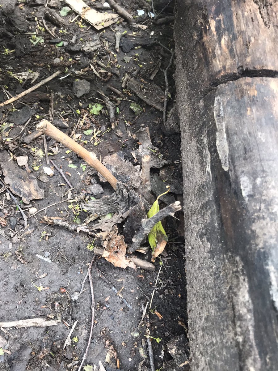 Mrs Lamb tweet media