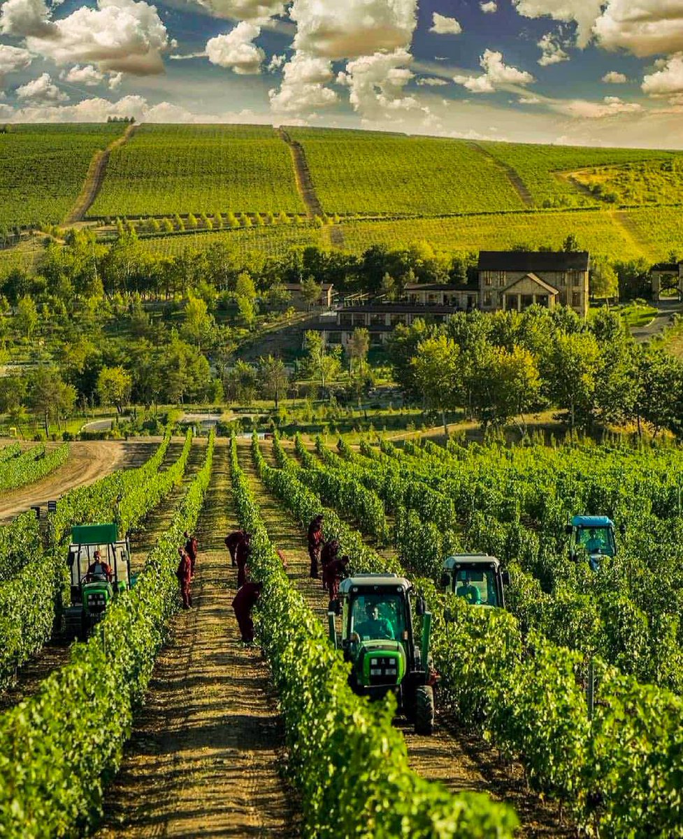 Üzüm bağları, Meysəri, Şamaxı, Azerbaycan