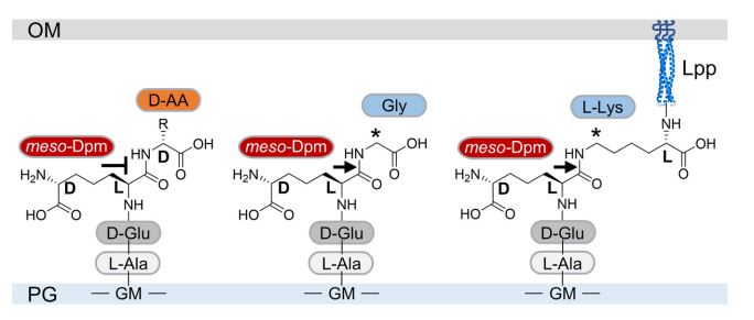 The amidase DpaA can detach outer membrane-anchored Braun’s lipoprotein from peptidoglycan. This detachment is important under some stress conditions. <a href="/mBioJournal/">mBio</a> skyw.io/NTB9fQ