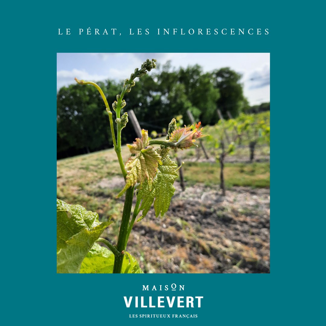 🇫🇷 En direct du vignoble du Pérat, les vignes sont en pleine croissance avec l'apparition des inflorescences, annonçant les futures grappes de raisins ! 

#MaisonVillevert #MVI #LePérat
