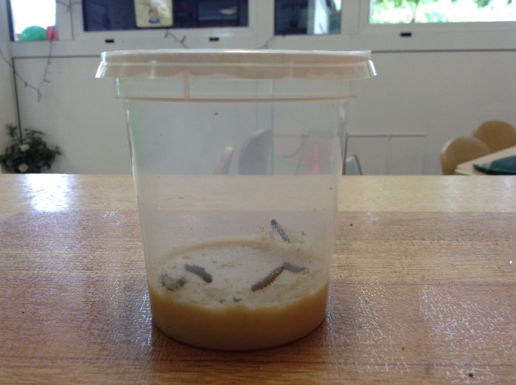DucklingClass's tweet image. Introducing our new class pets! Some very hungry caterpillars 🐛🐛 @TheAntsClass