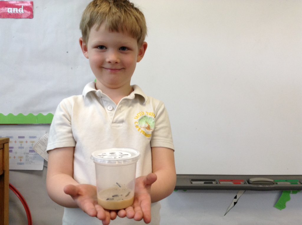 DucklingClass's tweet image. Introducing our new class pets! Some very hungry caterpillars 🐛🐛 @TheAntsClass