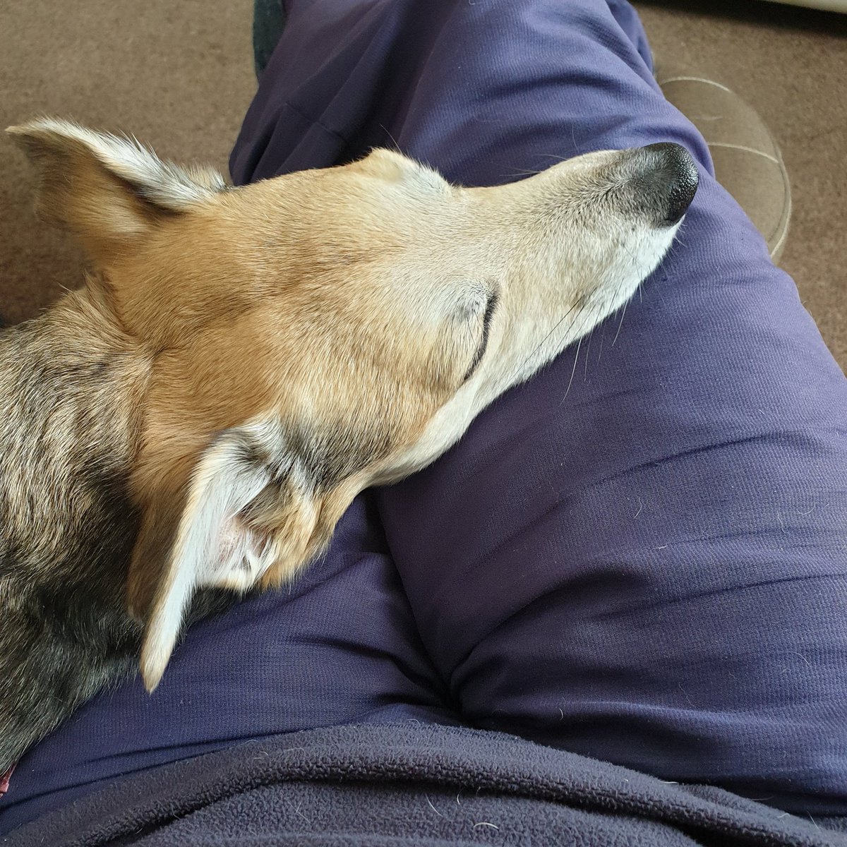 Mums had her 1st covid jab and feeling rough so I'm giving her a cuddle to help her feel better 🐶🧬💉 <a href="/ZombieSquadHQ/">ZombieSquadHQ💖💚🧡💚🩵©</a> this is the Covid Recovery Tekneek 🐶