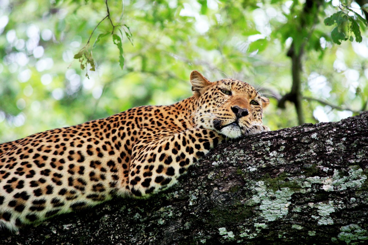 TravelLocal's tweet photo. Looking for a truly off-the-beaten-track safari experience? Our local experts in Zambia recommend visiting the South Luangwa National Park for the chance to do a walking safari alongside more typical morning and evening game drives.
https://t.co/zDYaeEPOyW https://t.co/1auatuSo6j