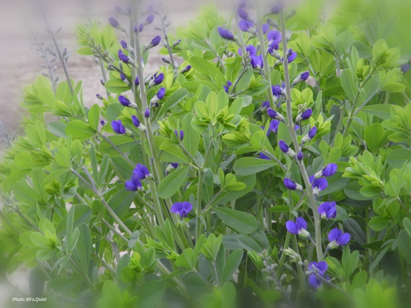 紫千代萩 Twitter Search Twitter