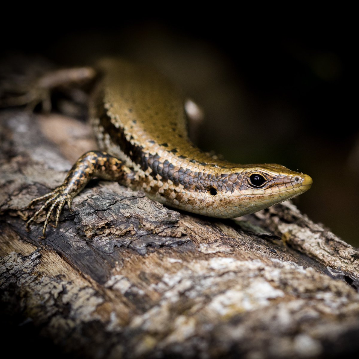 Went on a quest yesterday to find the endangered Puerto Rican Skink. Well… I succeeded!! 😎 The Karst region in #puertorico truly is magical, it has so many treasures, like rare plants and animals like this one. #reptile #lizard #conservationphotography #wildlifephotography