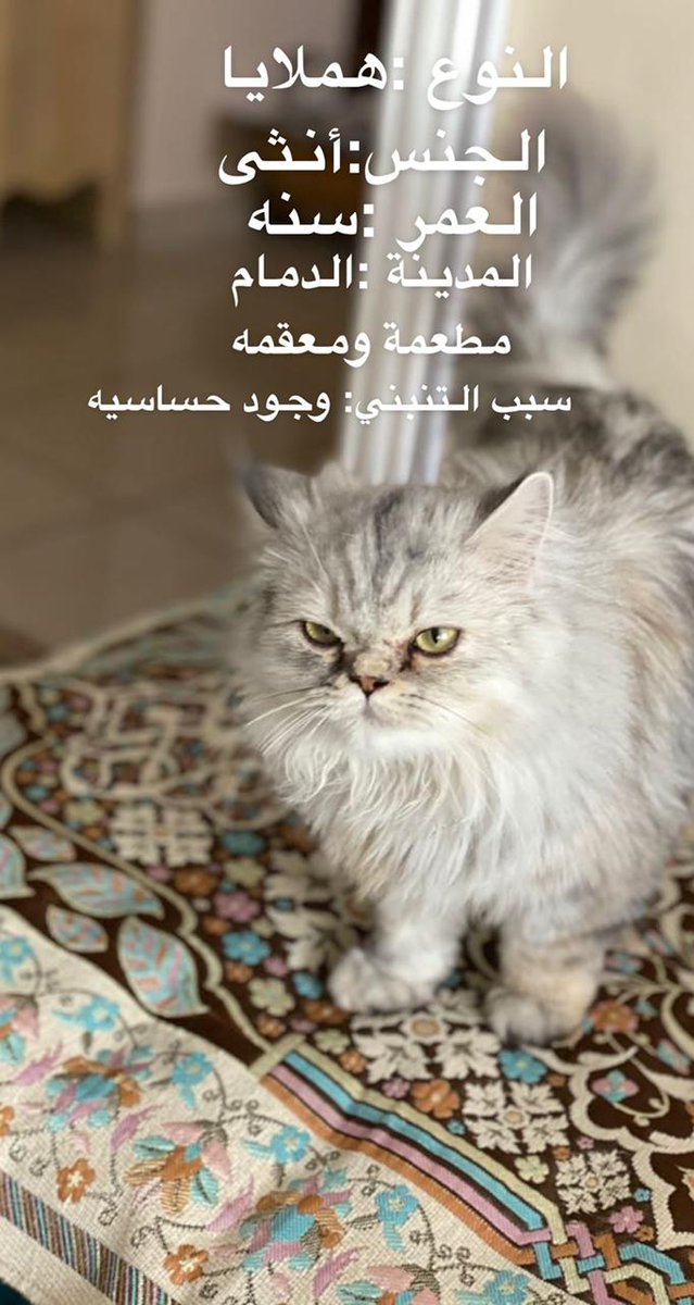e_sbn's tweet photo. مدينة الدمام. بنت وامها وسبب التبني حساسيه للقطط. الرجاء مخافة الله فيها والاهتمام فيها. ممكن تبنيهم مع بعض او كل وحده لحالها. التفاصيل على الصور #تبنى_لاتشتري https://t.co/M9rA8TZRo0