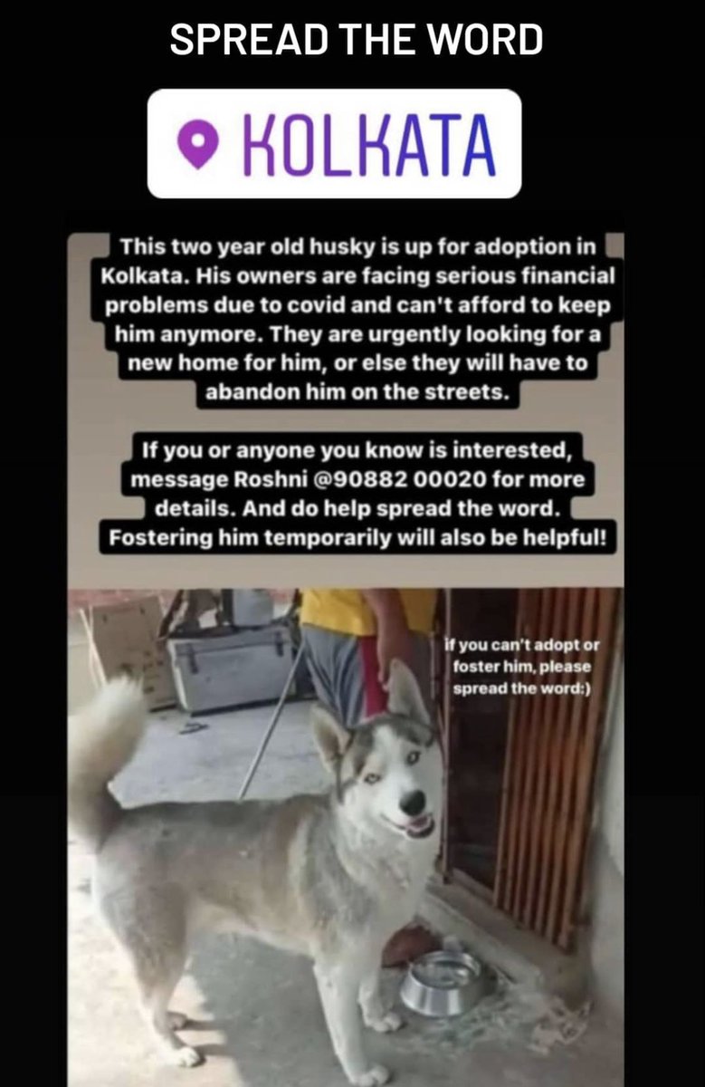 rahulkshetry's tweet photo. Please #RT it’s a verified lead.

#AdoptDontShop #Adoptapet #Kolkata https://t.co/wl8tGPrCA9