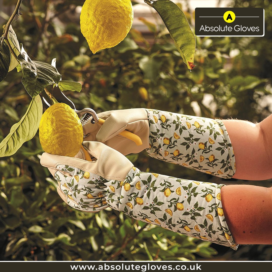 AbsoluteGloves's tweet photo. The Briers Sicilian Lemon Garden Gauntlets are very different from other heavy-duty gardening gloves, as the beautiful lemon design makes these gauntlets stand out.
Shop Now: https://t.co/F1uLOiKiKn
#AbsoluteGloves #workgloves #gloves #safety #safetygloves #gardening #wednesday https://t.co/vGF3mwgSwK