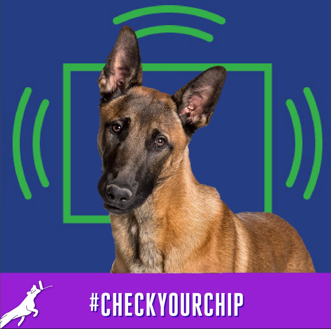 sportdogfood's tweet image. Sport Dog Food Family! May is National Chip Your Pet Month and it's meant to serve as a reminder to pet owners to chip their pets and check and update their pets’ microchip registration information.
#fueledbyfamily #microchip #checkyourchip #dogsports #sportdogs #dognutrition