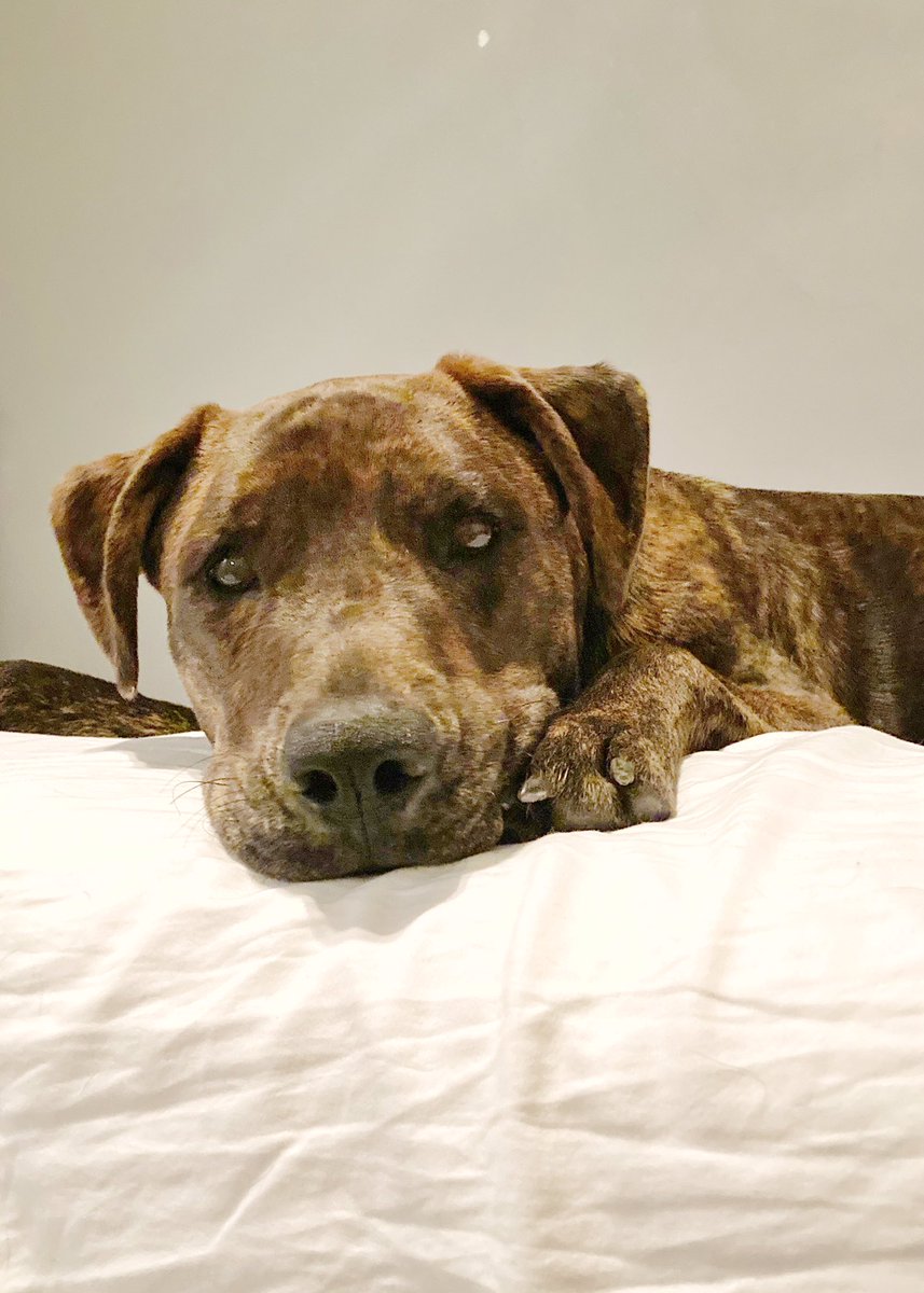 shemayslaughter's tweet photo. One of the best things to come out of WFH for me has been having my dogs nearby. Boosts my mood all day, helps me feel calmer in high stress situations, and makes most students smile when I’m on camera and they enter the frame https://t.co/9Ad0Wfx6pG