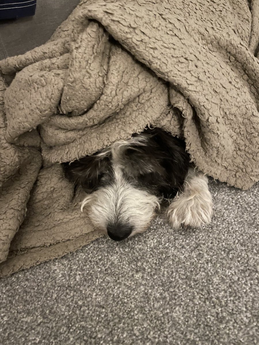 BarePostOffice's tweet photo. It’s a little quiet at #Barepostoffice today!
Even our guard dog Lord Shadow of Bare is having a snooze! #shoplocal https://t.co/V5Mwk3XyBk