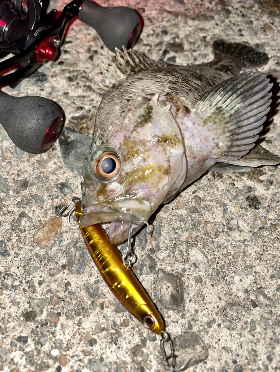 トライデント60s