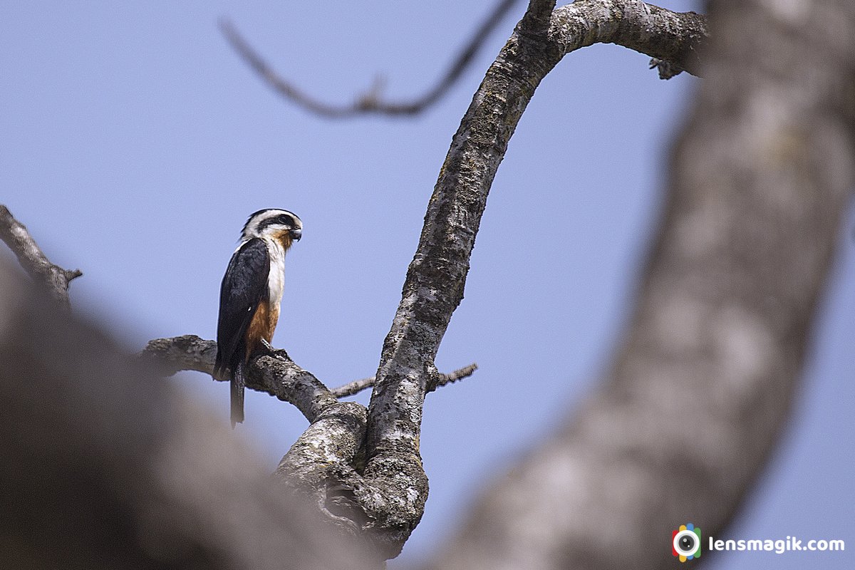 Collared Falconet bit.ly/3eHr18Q smallest falcon #smallestfalcon #collaredfalconet #raptor #birdsofprey #birdphotography #birdwatching #birding #Indiaves #corbettnationalpark
