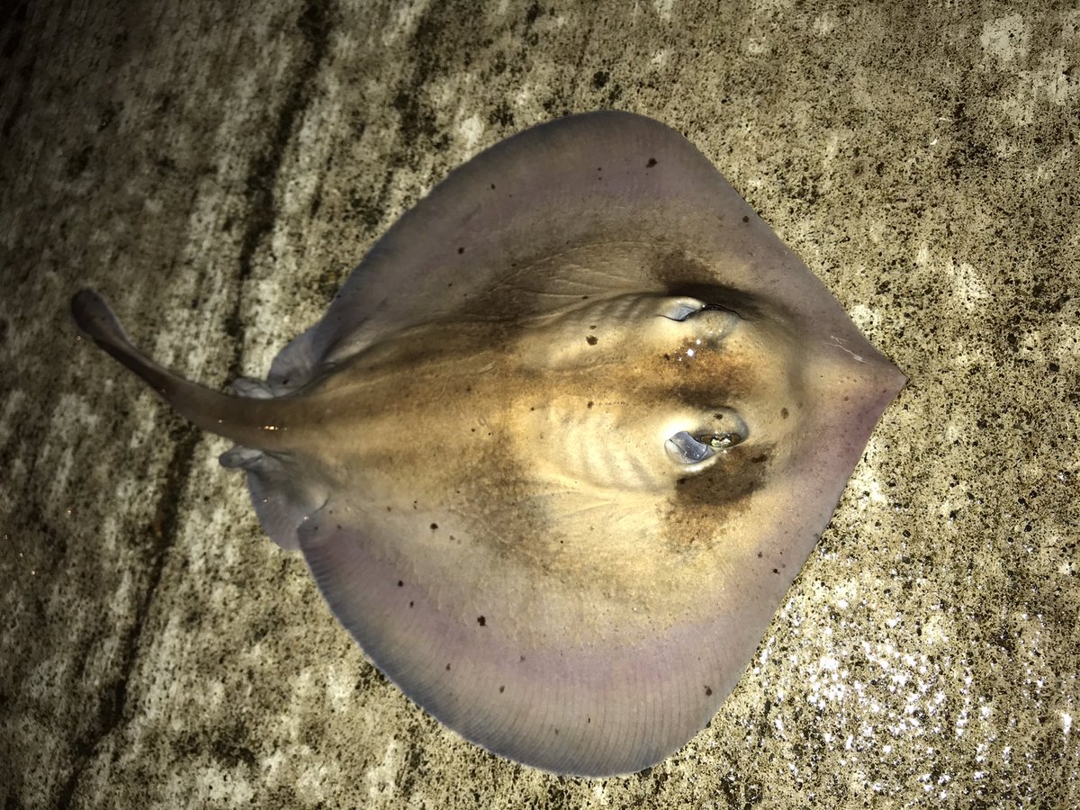 珍魚ハンター Yu Yu Twitter