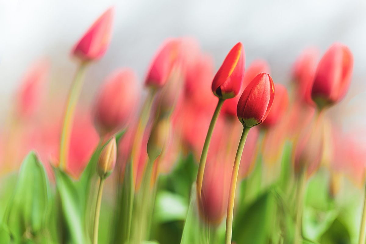 chromatic_to's tweet photo. What makes tulips so appealing to photograph? I think it has to do with their recognizable geometry, radial symmetry and basic but color scheme (vibrantly coloured bulb on a green stem).
#TorontoSpringscape #shotonNikon #TorontoFlora
https://t.co/xQYIDWf2HO https://t.co/a75VS91lxq