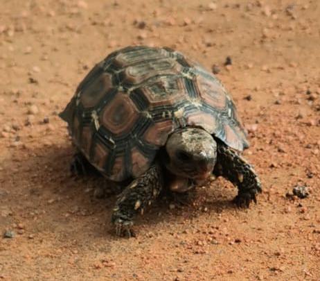 A member of the 'Small Five', the Leopard Tortoise is the topic of Ranger Sean Jones’s latest blog post. These fascinating blog posts by the team share their experiences at Shambala Private Game Reserve. 

Have a look on our website: shambalaprivategamereserve.co.za/2021/05/11/a-r…

#LeopardTortoise