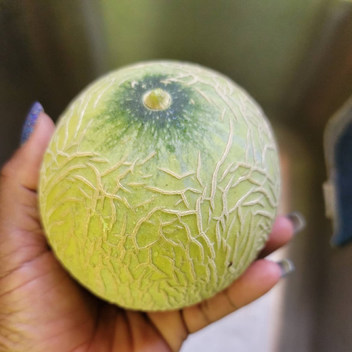 SonniSings's tweet photo. Finally picked a couple of these cuties from my garden! 🍈
#WeGrowStuff #Cantaloupe #OldMacSonniHadAGarden  
#FreshOffTheVine #Breakfast #TastyTreats #myotherjob #Melons  #GardeningAintEasy  #ShePlaysInTheDirt https://t.co/mR4u2VrpNx
