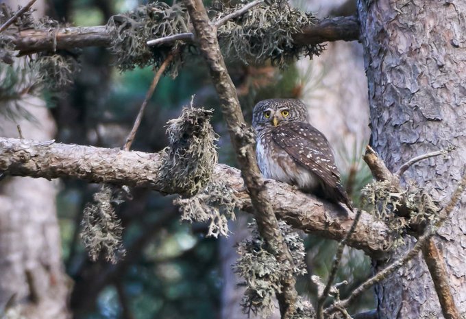 Eurasian Pygmy-Owl behavior