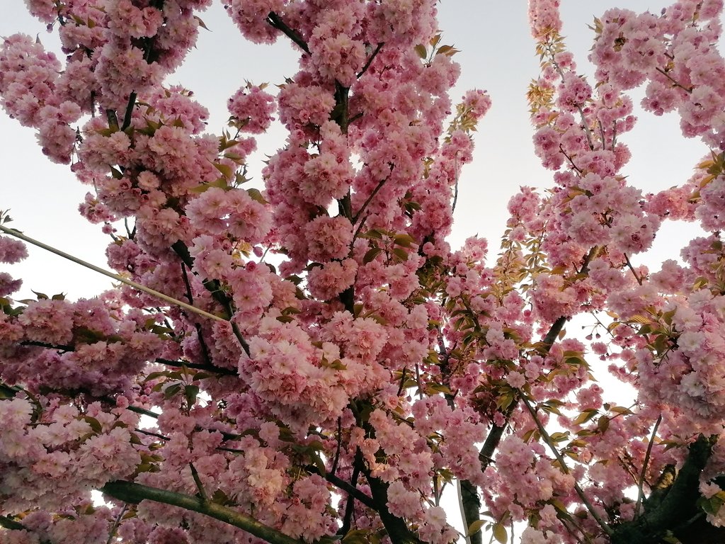 Elylove30M's tweet photo. 💗Pink💗
.
.
.
#Flowers #Pink #trees #bloom #blooming #photography #photograghy #light #Litecoin #cryptocurrency #joinml_crypto #blockchain #CryptoNews #dogecoin #OnThisDay https://t.co/WO11wSu33k