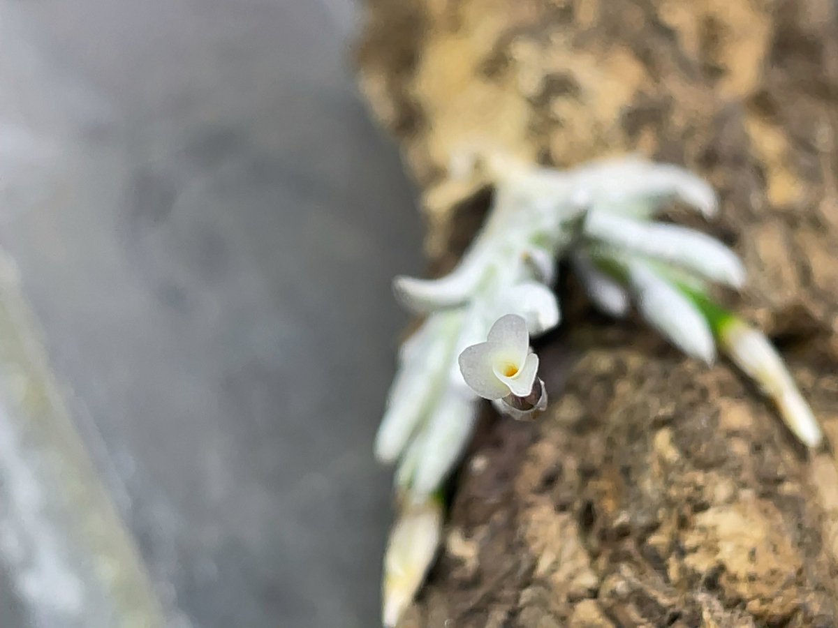 Tillandsia capillaris compact form 白花🤗 嬉しい〜👏👏👏