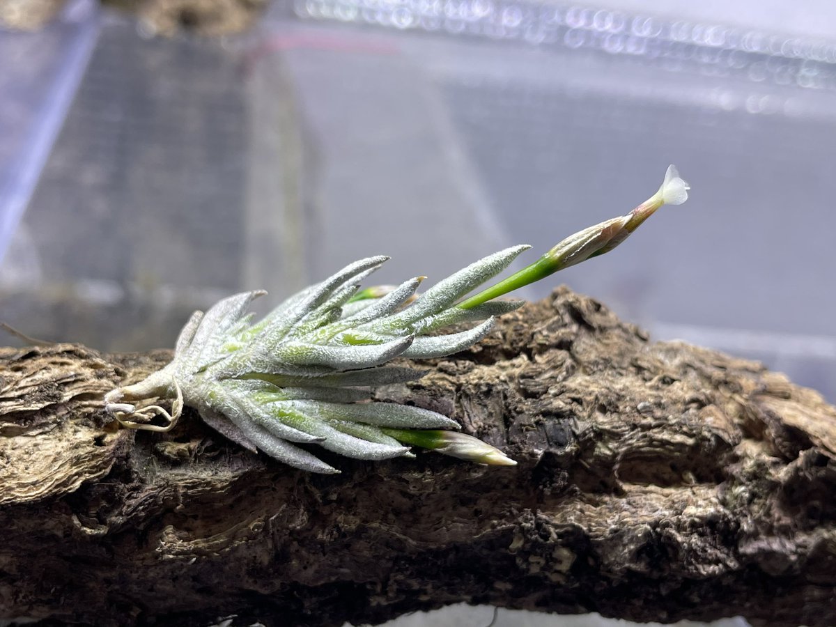 Tillandsia capillaris 白花　専用出品 Tillandsia capillaris compact form 白花🤗 嬉しい〜👏👏👏