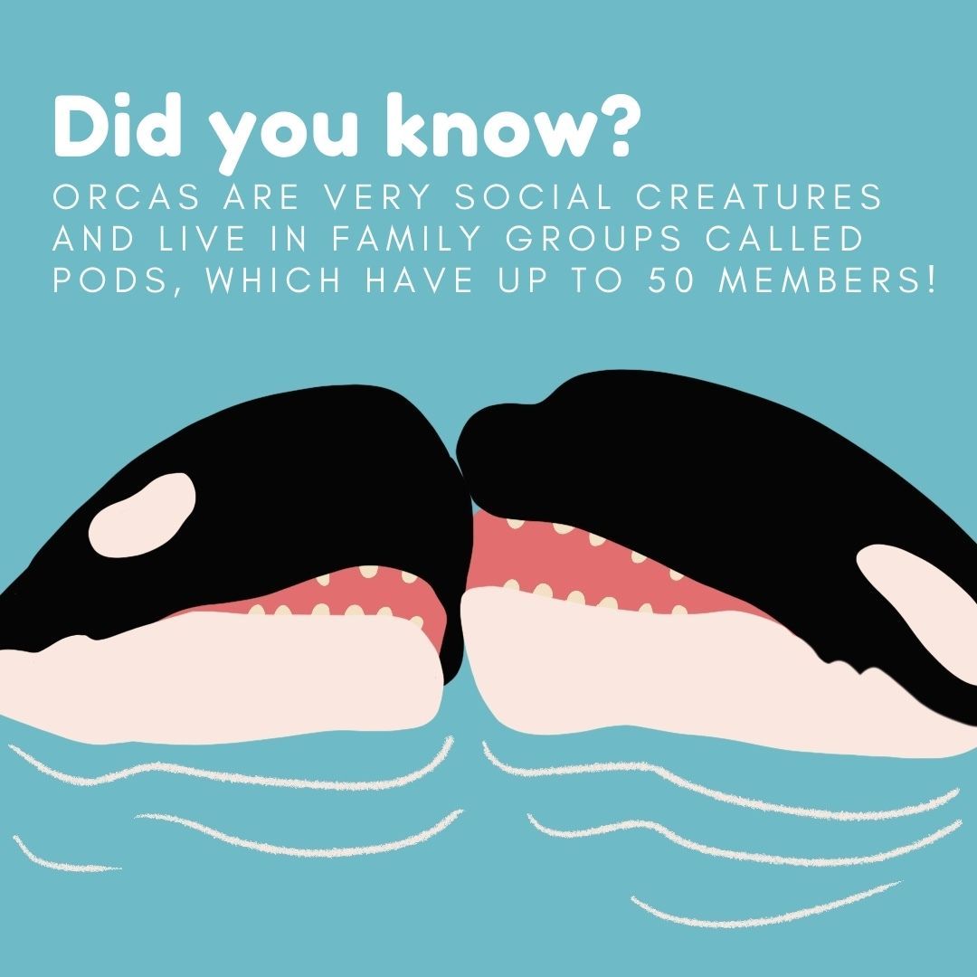 Pods often have their own distinctive calls, or dialects, to communicate!
🐋 
🐬
#Chinook#Salmon#chinooksalmon#NOAA#funfact #salmonfacts #oceanfacts #oceanfriends #podcast#southernresident #srkw #orcas #J35 #Tahlequah #J57 #jpod #kpod #lpod #superpod #orcabehavior #vocal #songs