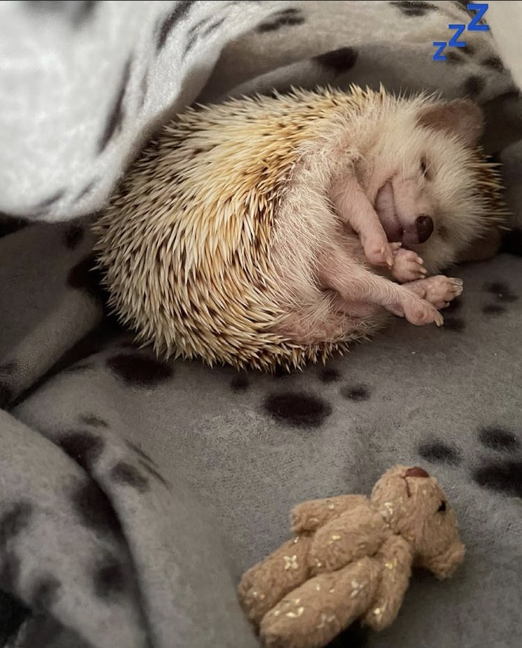 daily__hedgehog's tweet photo. Wednesday 12th May, 2021 https://t.co/0nohnc4Hkd