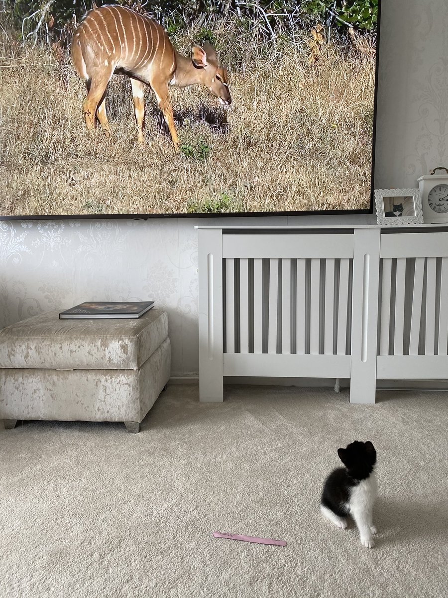 Deb150Deb's tweet image. My new pride member 8 week old Sidney enjoying the sunset drive 🐾🐾