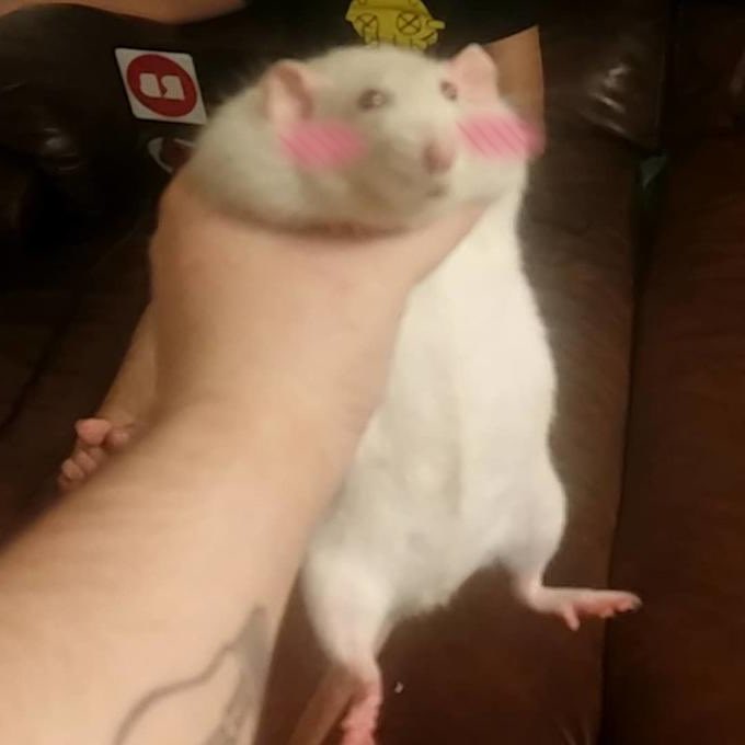 gwin★zirkel (@gwinshin) on Twitter photo 