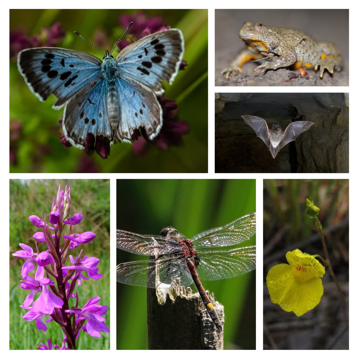 Hier c'était la journée mondiale des espèces menacées.
Agissons pour un impact positif sur notre environnement !
#EndangeredSpeciesDay