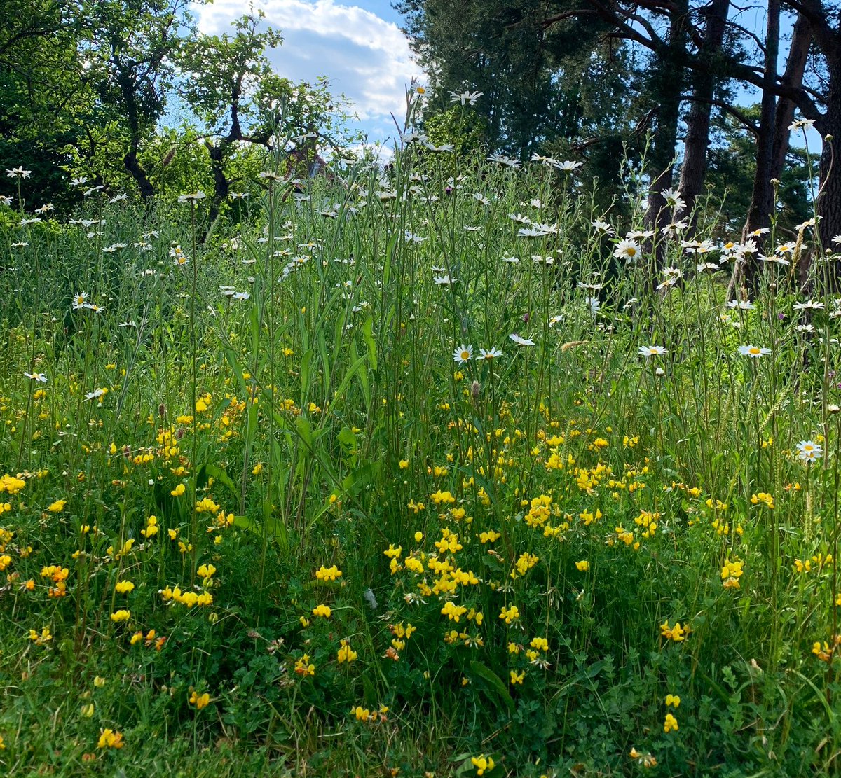 Love_plants's tweet photo. To maximise the number of flowers &amp; nectar on lawns Plantlife recommends a ‘Mow-hican’ style cut in gardens, with some areas of lawn cut once a month &amp; others left long and uncut

https://t.co/V31UL8qd7X

More in-depth guide: https://t.co/1mq3zs0WUd

#NoMowMay #EveryFlowerCounts https://t.co/2RK6b9ptwF