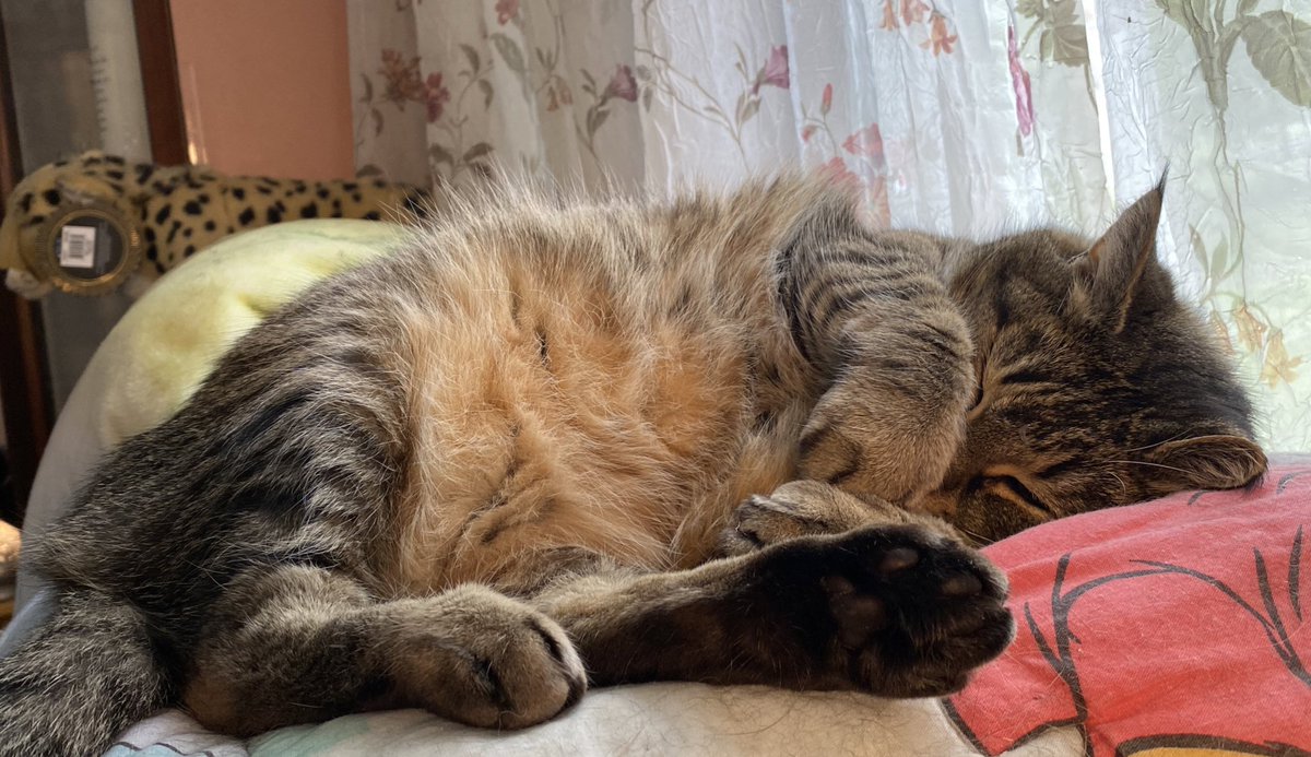 PoconoHYanulus's tweet photo. Happy #whiskerswednesday #cats #PepperLife https://t.co/o3TVREt6ua