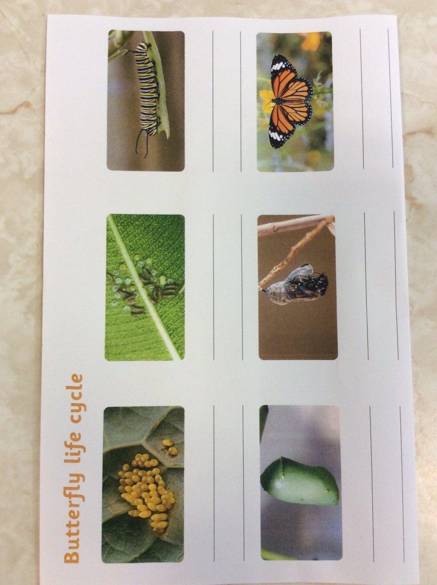 Very busy in nature Rangers today sawing bamboo for bug hotels, making a butterfly feeder and looking at the life cycle of a butterfly.