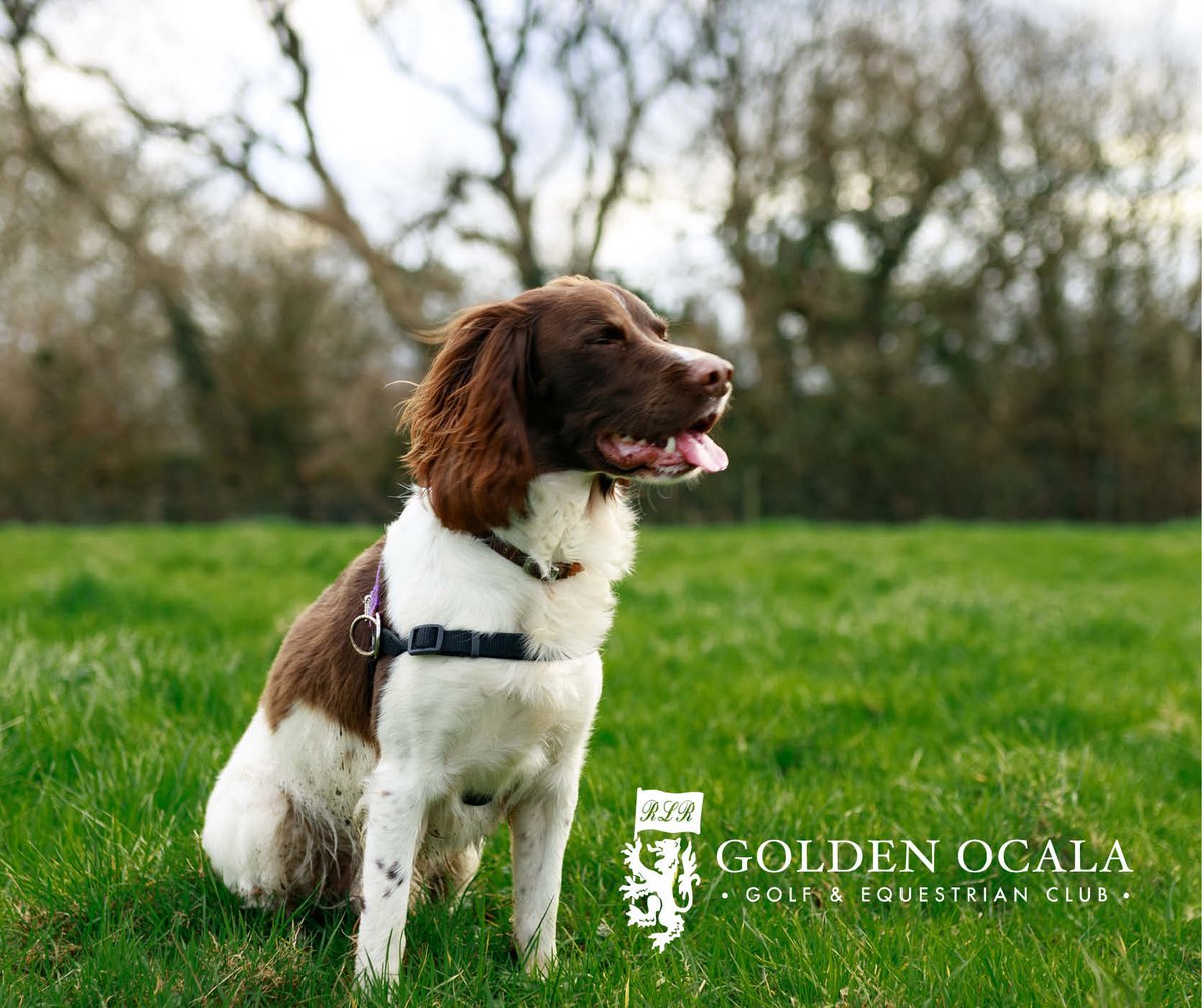 Golden Ocala tweet media