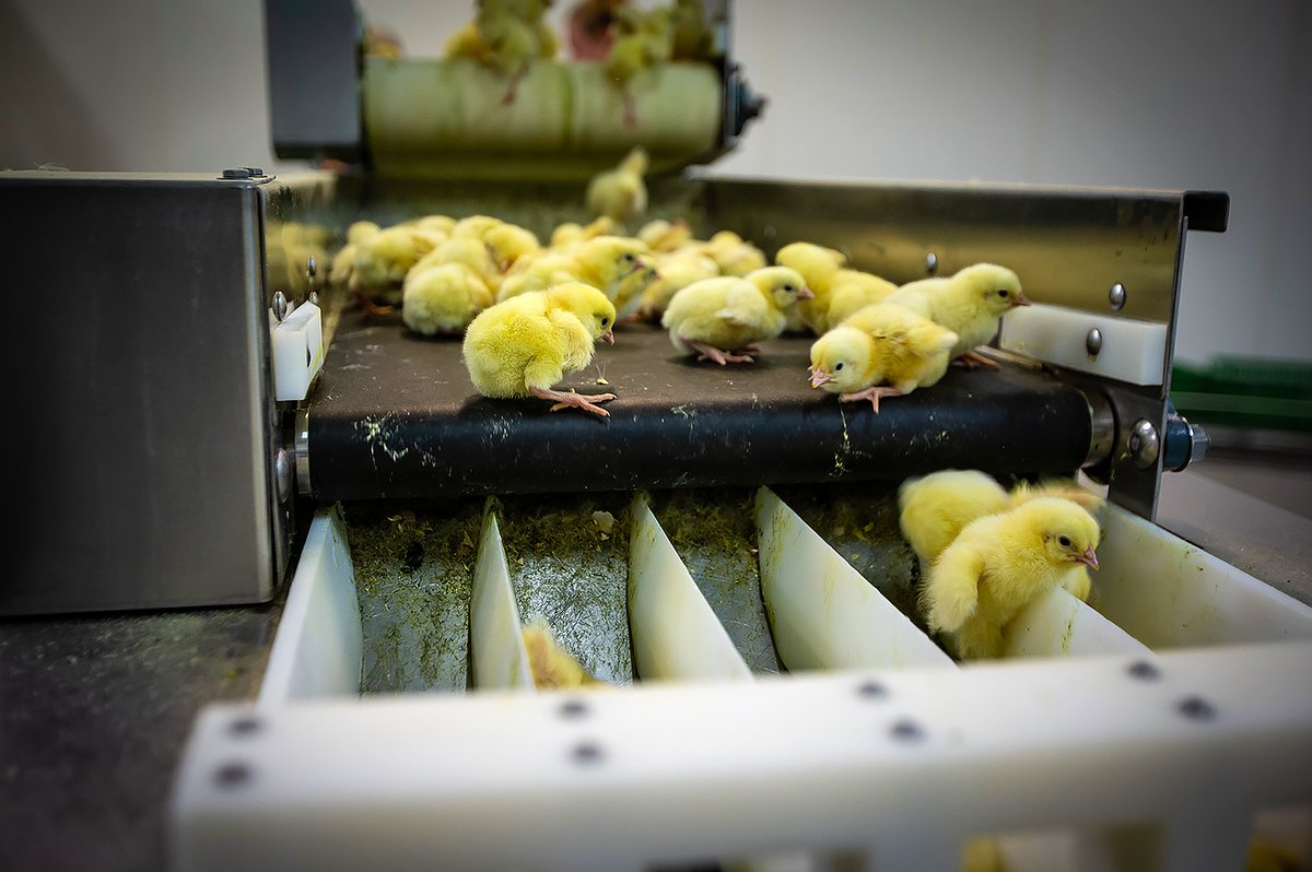 L214's tweet image. Dans les élevages, les poussins n'ont pas le moindre contact avec leur mère. À peine sortis de l’œuf, ils sont triés brutalement: les plus faibles sont éliminés, les autres sont envoyés dans des élevages d'engraissement.
Epargnons-les 👉bit.ly/PourLesAnimaux

📸human.cruelties