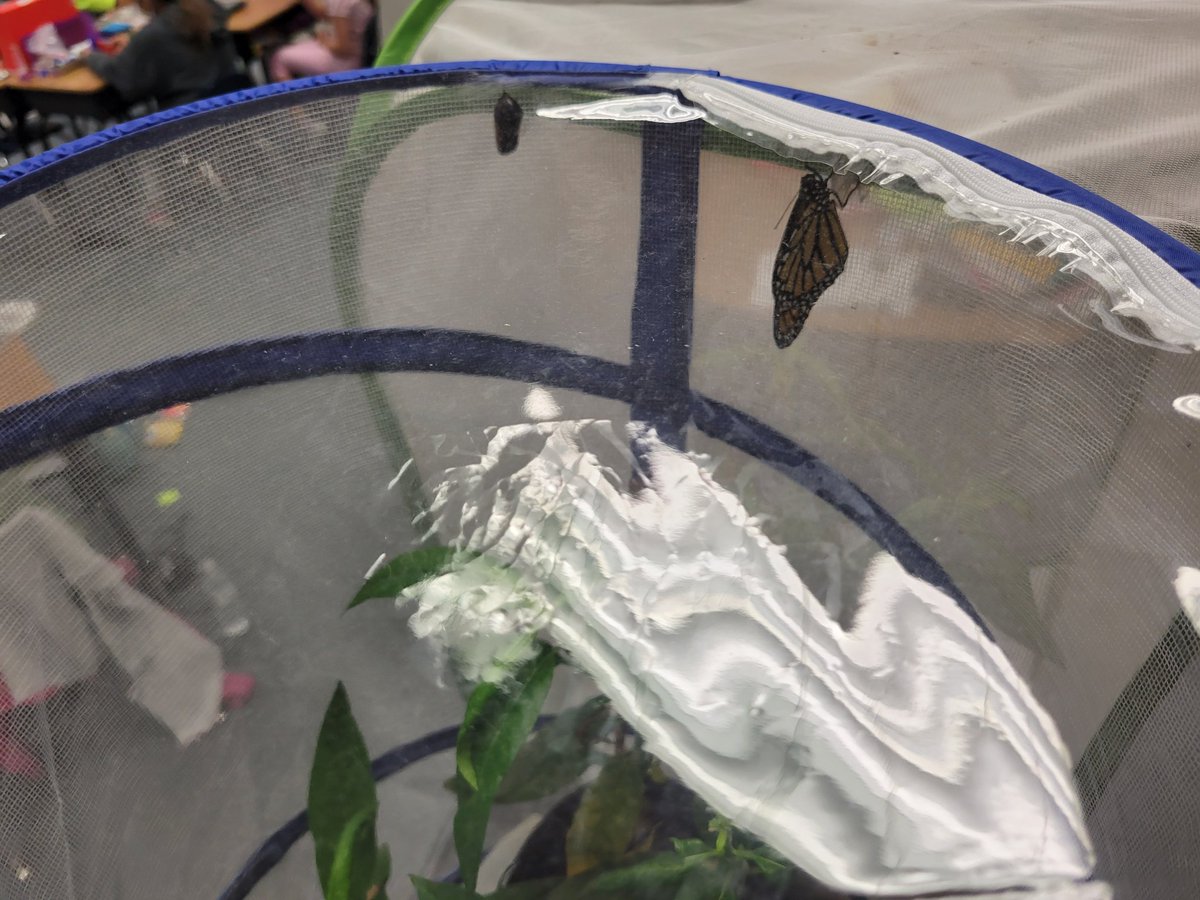 Alana Jackson (@alanacojack) on Twitter photo Monarchs & Multiplication...what a great way to start the day!! 2nd Grade Fun in Mrs. <a href="/leontyne_ccisd/">Leontyne</a> Cooper's class!  <a href="/CcisdM/">Elementary Math</a> #ccisdscientists Monarchs & Multiplication...what a great way to start the day!! 2nd Grade Fun in Mrs. <a href="/leontyne_ccisd/">Leontyne</a> Cooper's class!  <a href="/CcisdM/">Elementary Math</a> #ccisdscientists