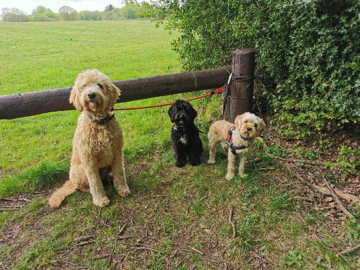 ivorydogwalking's tweet photo. The three Amigos 🖤🐶🖤 #ivorydogwalking #dogwalking #dog #labradoodle #cavapoo #cockapoo https://t.co/gnEra8wVYA