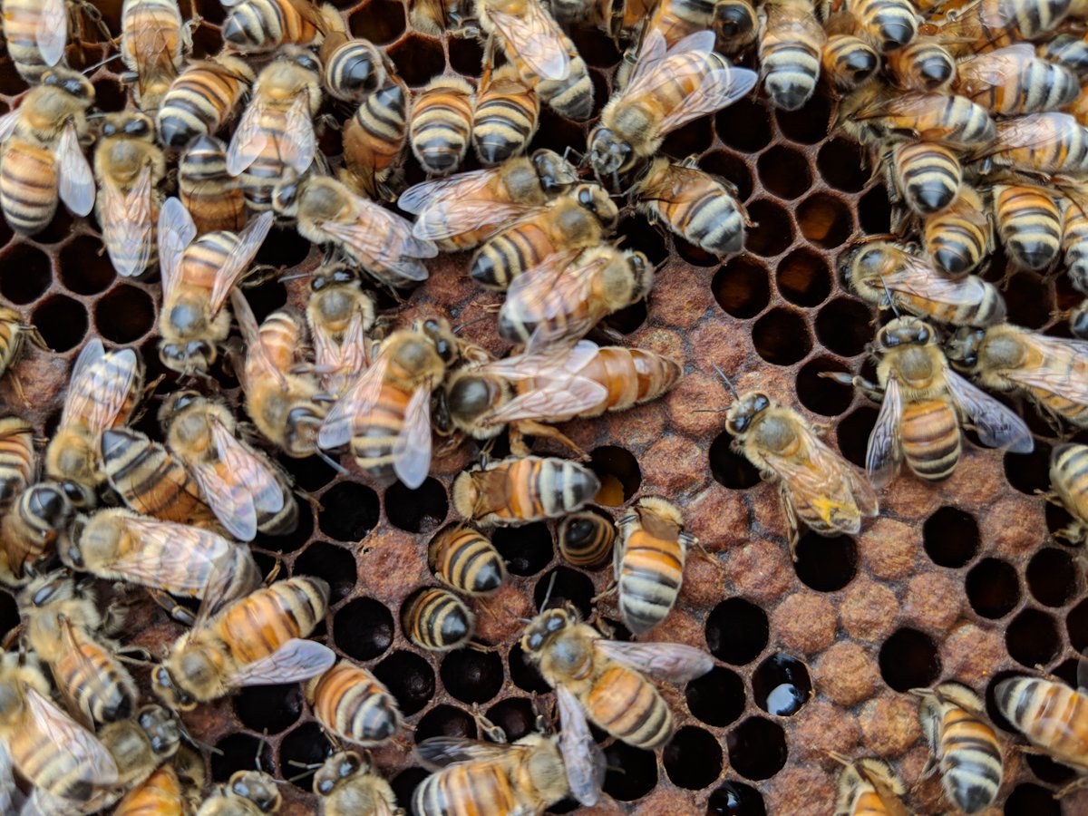 MEL_CGIAR's tweet photo. Counting down the days to World Bee Day on May 20th! Stay tuned for exciting new releases from the AID-CSB and FAP projects. @ICARDA @knowyourbees https://t.co/9bfaZkJydk
