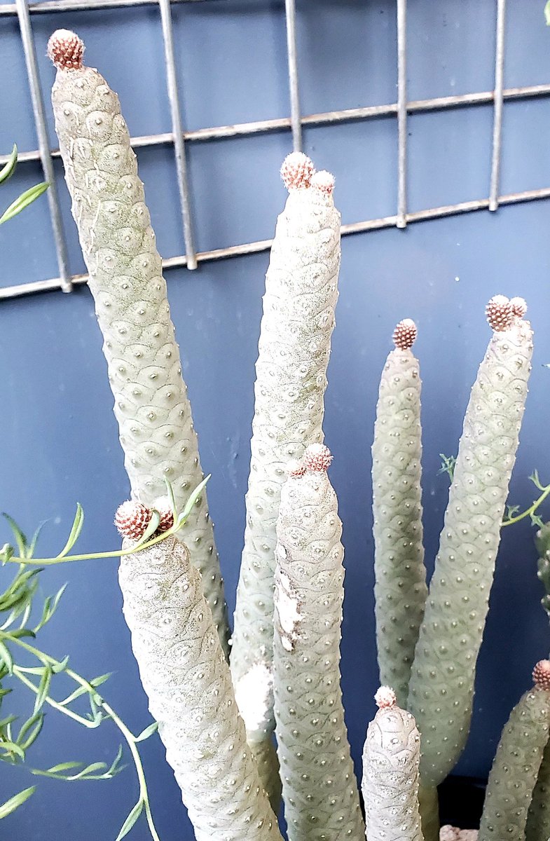 TbBrame's tweet photo. The #PineconeCactus all have budding new limbs! #SpruceCactus #TephrocactusArticulatus #PlantyStuffs #Arizona #Spring #SpringInArizona #cactus #cactuslover #cacti https://t.co/iw6GuDVve2