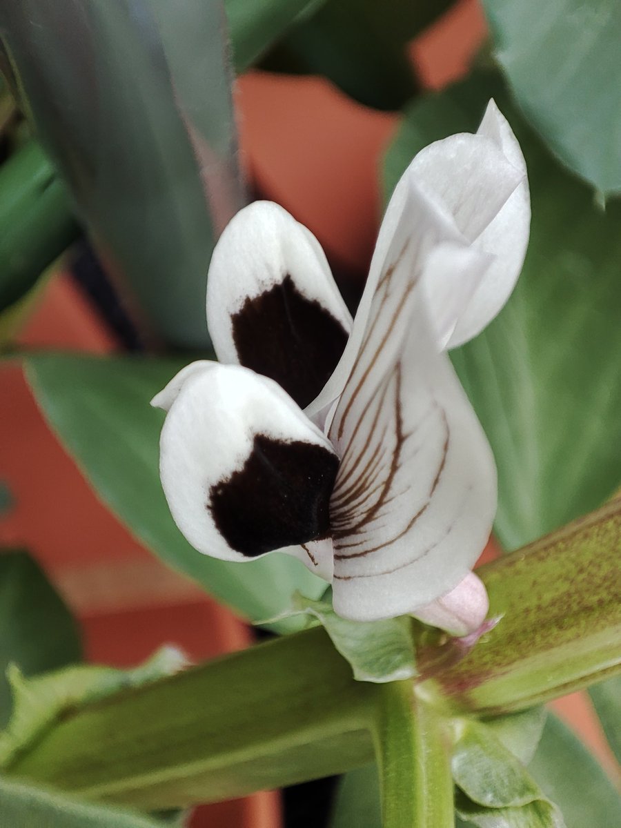 moa_bg's tweet photo. #broadbean #flower #life https://t.co/Cl9uN98c6d