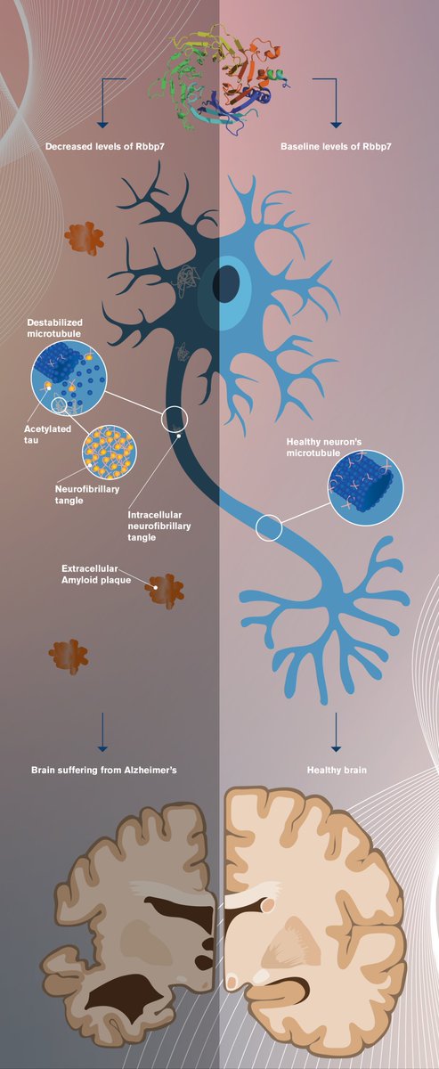 New research offers hope for Alzheimer’s disease as <a href="/ASU/">Arizona State University</a> researchers and their colleagues investigate tangles in the brain — pathologies not only characteristic of #Alzheimers but other neurodegenerative conditions as well. 

Story:
biodesign.asu.edu/news/untanglin…
