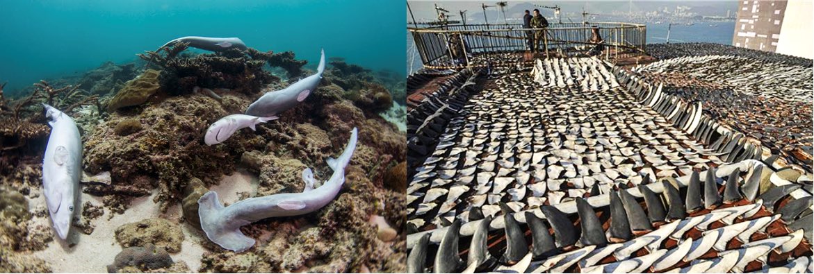 Amazing news! 🦈 🎉 The UK will ban the import & export of detached shark fins as part of #ActionForAnimals

A huge victory to make sure this barbaric practice has no place in the UK and that we lead on protecting the world’s sharks! 💙🇬🇧