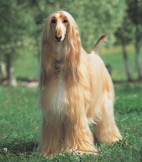 @syatomi_ @mbmbtn ローランドは、アフガンハウンド 