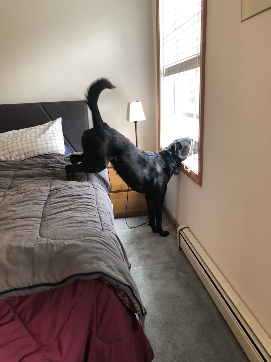 magfele's tweet photo. @AllisonLCarter When you need to be on the bed, stretch, and bark out the window… https://t.co/lTWFGSOcVQ