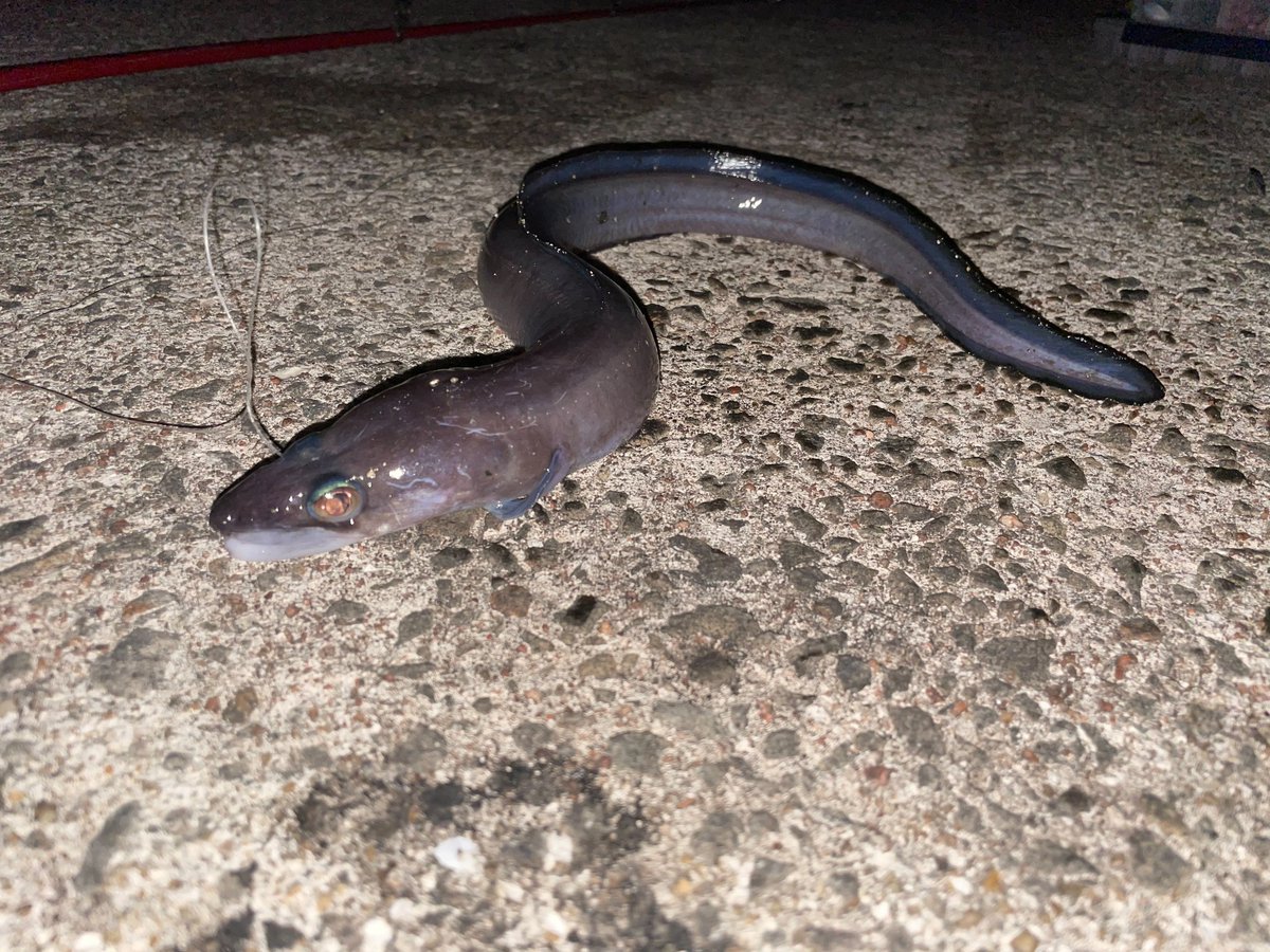 ブッコミ釣り ブッコミ釣り