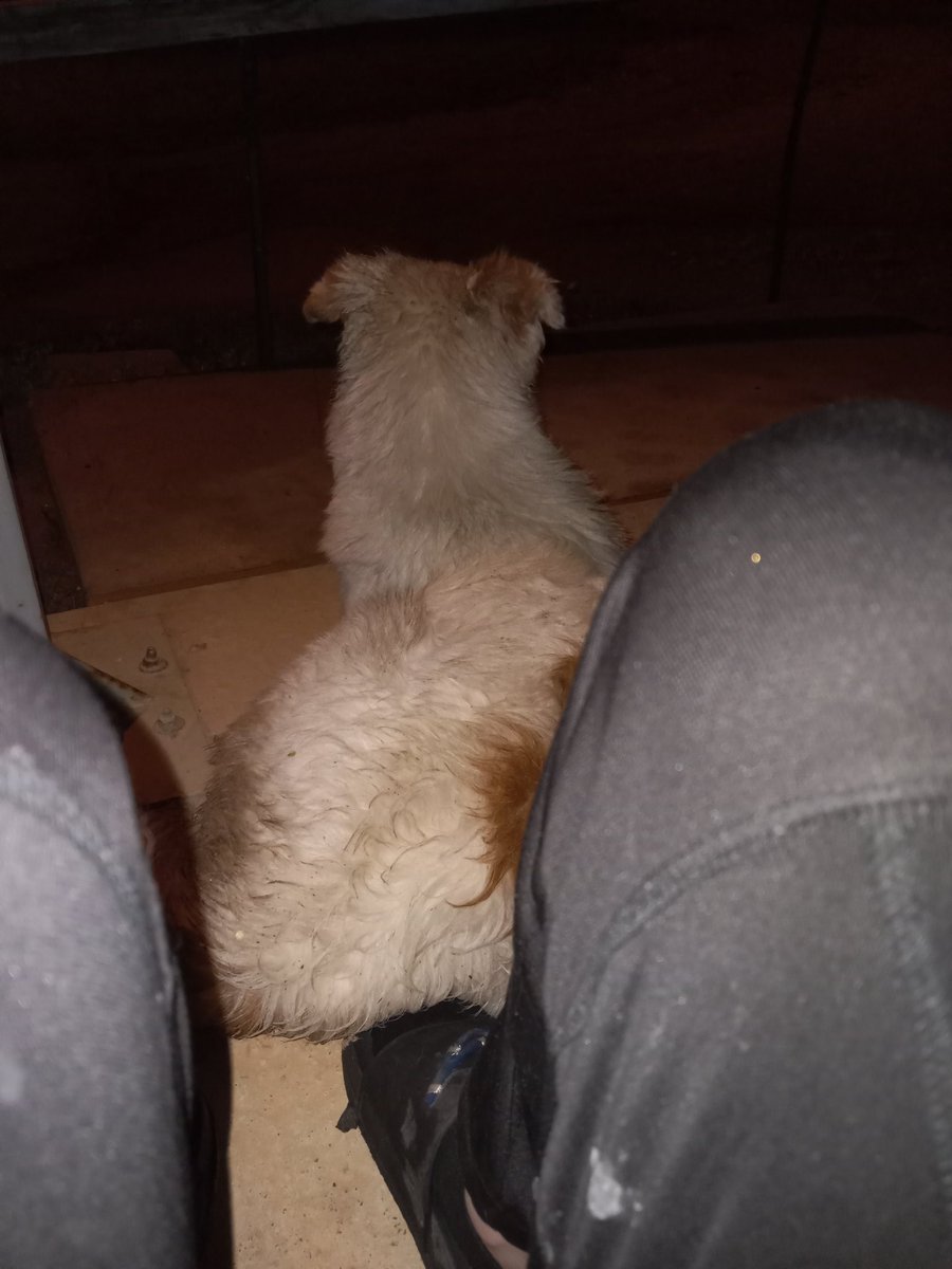Thatonebitch666's tweet photo. The other night I was gonna Yannick 🤪💀👻 but then this dog like followed me and sat on my feet. 
His names Dudeman https://t.co/aHUrcn2Ka4